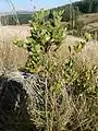 Habit in rocky grassland