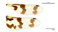 Female wings