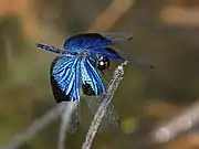 In Cairns, Queensland, Australia