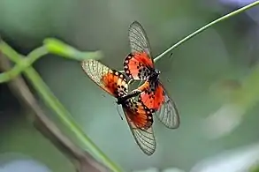 mating, Ghana