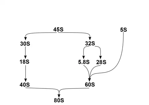 Ribosomal rRNA subunits