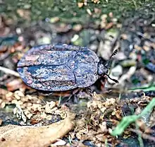 Ridged Carrion Beetle (Oiceoptoma inaequale)