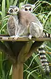 Ring-tailed lemur