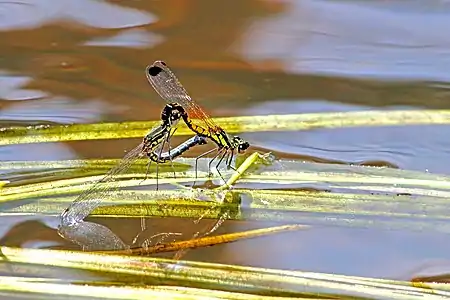 Mating