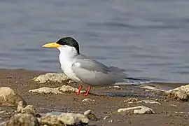 River tern (Sterna aurantia).jpg