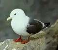 Red-legged kittiwake