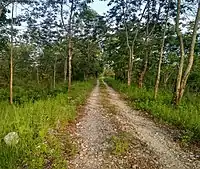 Gethsemane Man-made Forest