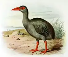 An illustration of a bird with a long neck, a long, sharp, red beak, red legs and feet, mid-grey to black feathers and a large, red, naked area around its eye