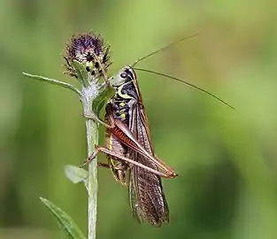 Metrioptera roeselii(Tettigoniinae)