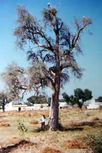 Desert Teak or Marwar Teak -- Tecomella undulata