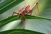 R. microptera, Fort Myers, Florida