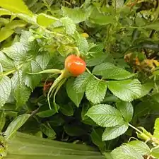 Rosa rugosa