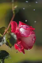 Rose with water drops in sun light, ISO speed = 200, exposure time = 1/8000 s, exposure value = 12.5.