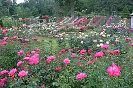 The International Rose Test Garden