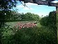 Outer ring of rose garden viewed through a pergola