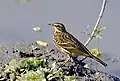 At Kaziranga National Park, Assam, India