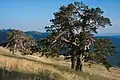 Scotts Pine (Pinus sylvestris) is the dominant tree in the dry and cold areas of north-eastern Anatolia, southern slope of Kücükhacet Dağ (Ilgaz Dağ), c.1950 m s. l.