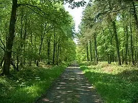 La route forestière de la Chênesse