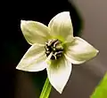 Typical Capsicum annuum flower, Royal Embers