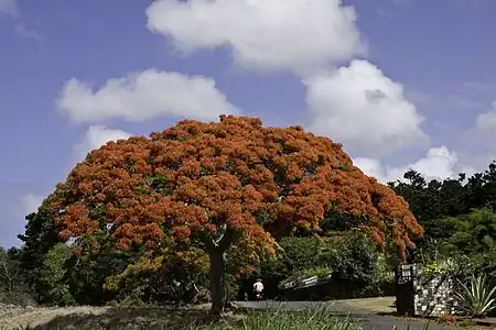 Delonix regia tree