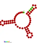 RsaB:  Secondary structure of RsaB. Rfam family RF01817