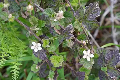 Thorny stems and older leaves