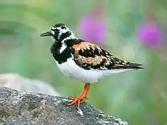 on Hailuoto Island, Finland