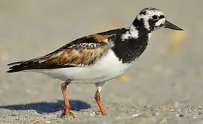 on Bald Head Island, North Carolina