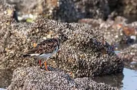 Ruddy Turnstone, Vasai, Maharashtra, India in December