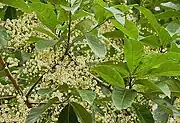 Rudraksha tree with flowers