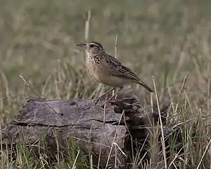 M. a. tropicalis in the Maasai Mara