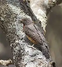 wryneck on a tree