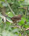 Rufous babbler in Kerala, India