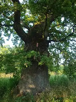 Oak-nature monument