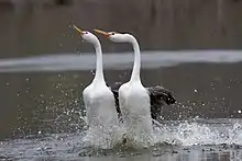 Part of the complex courtship behavior of Clark's Grebes