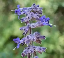 Blue-purple flowers in close-up