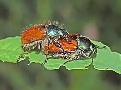 Mating couple