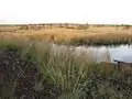 Protected landscape "Südlohner Moor"