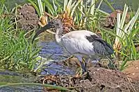 Immature sacred ibis, Uganda