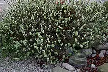 Salix (willow), Taymyr lowlands 24,000–10,300 YBP, Yakutia 22,500 YBP, Alaska and the Yukon 15,000-11,500 YBP