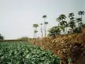 Field with drip irrigation in Salto.