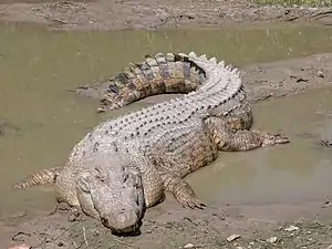 The saltwater crocodile is the largest living reptile and a dangerous predator of humans.