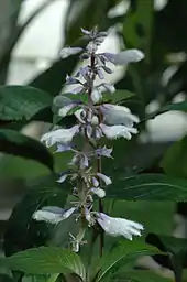 The top of a skinny flowering plant, with dark green oval leaves near the bottom and in the background. In the foreground is a lighter green stem with many light blue calyces