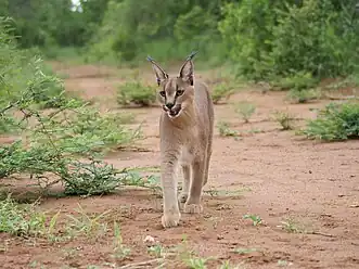 Caracal