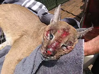 An injured caracal