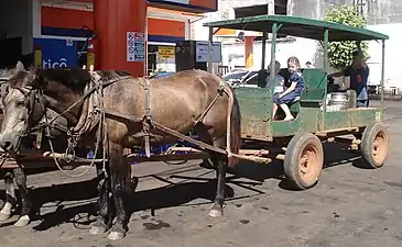 Mennonite buggy in San Ignacio, Belize as used by both "Russian" Mennonites and Noah Hoover Old Order Mennonites