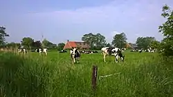 Cows in Sandebuur