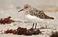 Sanderling in Monterey, California