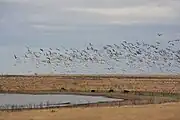 Sandhill cranes near Grulla National Wildlife Refuge