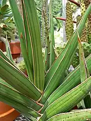 D. hanningtonii has a short stem with leaves in two opposite rows. Leaves are rounded but with channels on the inside.